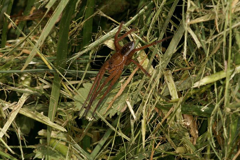 Dolomedes_plantarius_D5130_Z_90_Canal du Nivernais_Frankrijk.jpg